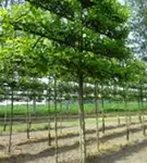 Sumpf-Eiche - Quercus palustris - Formgehölze