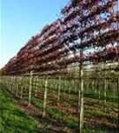 Sumpf-Eiche - Quercus palustris - Formgehölze