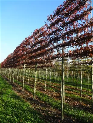 Sumpf-Eiche - Quercus palustris - Formgehölze