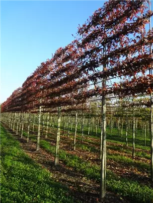 Sumpf-Eiche - Quercus palustris - Formgehölze