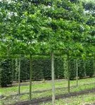 Sumpf-Eiche - Quercus palustris - Formgehölze