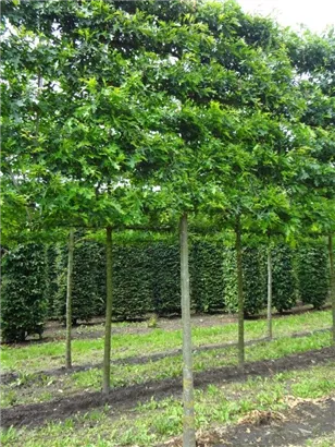 Sumpf-Eiche - Quercus palustris - Formgehölze
