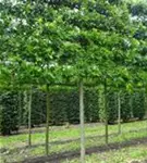 Sumpf-Eiche - Quercus palustris - Formgehölze