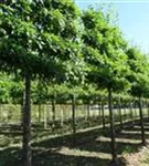 Sumpf-Eiche - Quercus palustris - Formgehölze