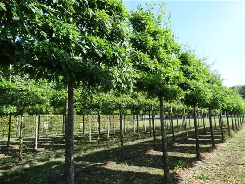 Sumpf-Eiche - Quercus palustris - Formgehölze