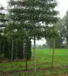 Sumpf-Eiche - Quercus palustris - Formgehölze
