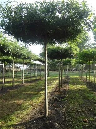 Sumpf-Eiche - Quercus palustris - Formgehölze