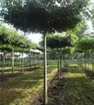 Sumpf-Eiche - Quercus palustris - Formgehölze