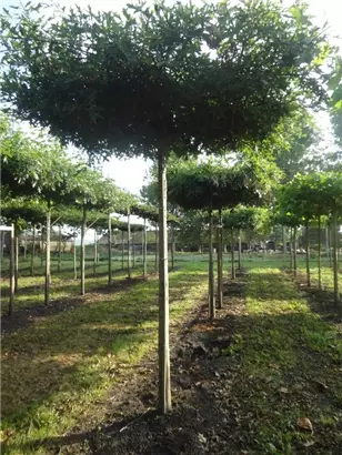 Sumpf-Eiche - Quercus palustris - Formgehölze