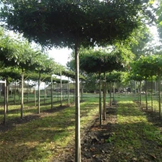 Quercus palustris - Formgehölze, H 3xv mDb Dach Sth. 250 cm 18- 20
