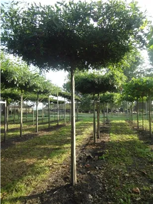 Sumpf-Eiche - Quercus palustris - Formgehölze