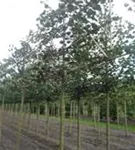 Winterlinde 'Rancho' - Tilia cordata 'Rancho' - Formgehölze