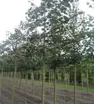 Winterlinde 'Rancho' - Tilia cordata 'Rancho' - Formgehölze