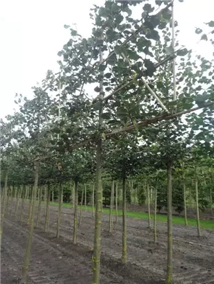 Winterlinde 'Rancho' - Tilia cordata 'Rancho' - Formgehölze