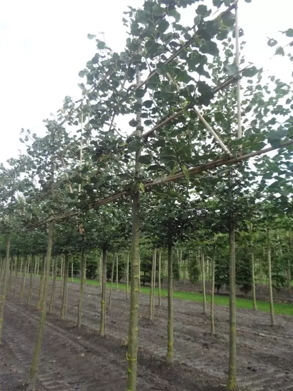 Winterlinde 'Rancho' - Tilia cordata 'Rancho' - Formgehölze