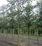 Winterlinde 'Rancho' - Tilia cordata 'Rancho' - Formgehölze