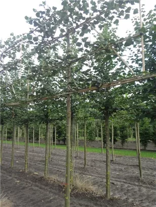 Winterlinde 'Rancho' - Tilia cordata 'Rancho' - Formgehölze