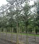 Winterlinde 'Rancho' - Tilia cordata 'Rancho' - Formgehölze