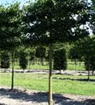 Winterlinde 'Rancho' - Tilia cordata 'Rancho' - Formgehölze