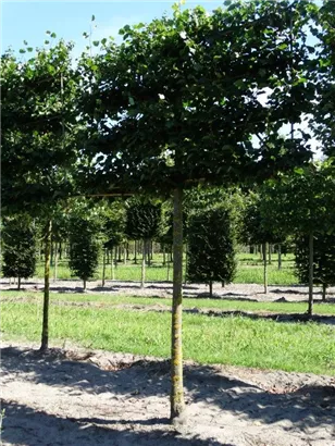 Winterlinde 'Rancho' - Tilia cordata 'Rancho' - Formgehölze