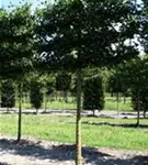 Winterlinde 'Rancho' - Tilia cordata 'Rancho' - Formgehölze