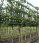 Winterlinde 'Winter Orange' - Tilia cordata 'Winter Orange' - Formgehölze