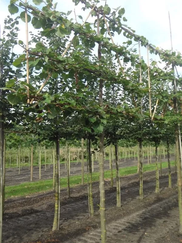 Winterlinde 'Winter Orange' - Tilia cordata 'Winter Orange' - Formgehölze