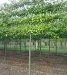 Winterlinde 'Winter Orange' - Tilia cordata 'Winter Orange' - Formgehölze