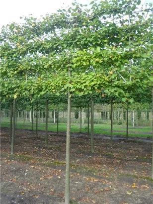 Winterlinde 'Winter Orange' - Tilia cordata 'Winter Orange' - Formgehölze