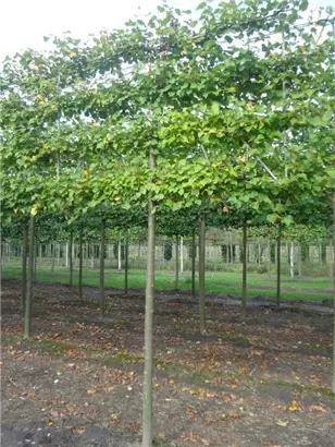 Winterlinde 'Winter Orange' - Tilia cordata 'Winter Orange' - Formgehölze