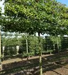 Winterlinde 'Winter Orange' - Tilia cordata 'Winter Orange' - Formgehölze