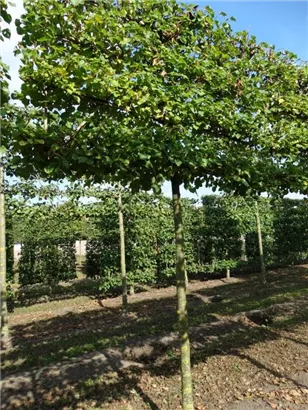 Winterlinde 'Winter Orange' - Tilia cordata 'Winter Orange' - Formgehölze