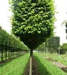 Winterlinde 'Winter Orange' - Tilia cordata 'Winter Orange' - Formgehölze