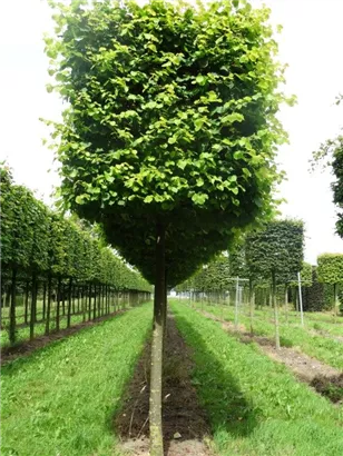 Winterlinde 'Winter Orange' - Tilia cordata 'Winter Orange' - Formgehölze