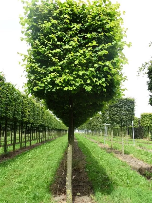 Winterlinde 'Winter Orange' - Tilia cordata 'Winter Orange' - Formgehölze