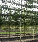 Kaiserlinde 'Pallida' - Tilia europaea 'Pallida' - Formgehölze