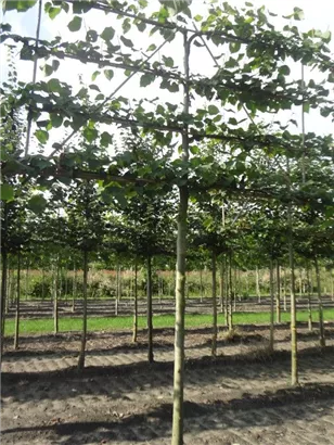 Kaiserlinde 'Pallida' - Tilia europaea 'Pallida' - Formgehölze