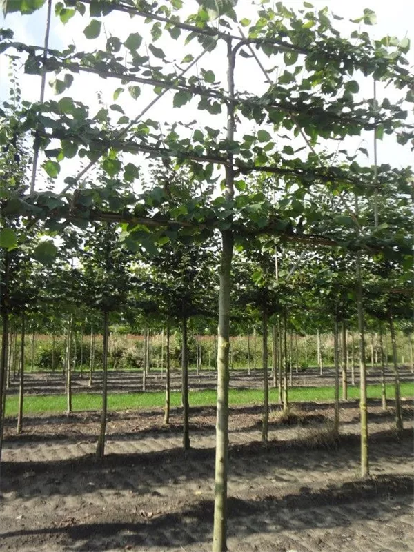 Kaiserlinde 'Pallida' - Tilia europaea 'Pallida' - Formgehölze