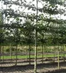 Kaiserlinde 'Pallida' - Tilia europaea 'Pallida' - Formgehölze