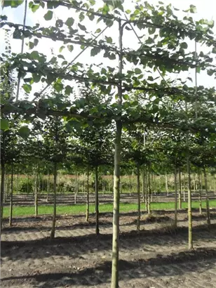 Kaiserlinde 'Pallida' - Tilia europaea 'Pallida' - Formgehölze