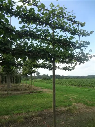Kaiserlinde 'Pallida' - Tilia europaea 'Pallida' - Formgehölze