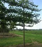 Kaiserlinde 'Pallida' - Tilia europaea 'Pallida' - Formgehölze