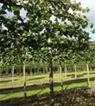 Kaiserlinde 'Pallida' - Tilia europaea 'Pallida' - Formgehölze