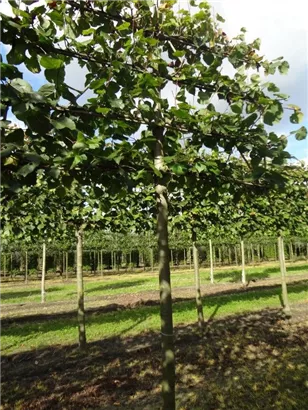 Kaiserlinde 'Pallida' - Tilia europaea 'Pallida' - Formgehölze
