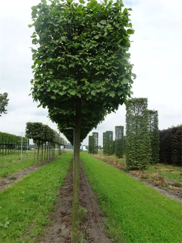 Kaiserlinde 'Pallida' - Tilia europaea 'Pallida' - Formgehölze