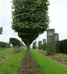Kaiserlinde 'Pallida' - Tilia europaea 'Pallida' - Formgehölze