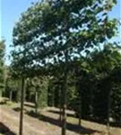 Kaiserlinde 'Pallida' - Tilia europaea 'Pallida' - Formgehölze