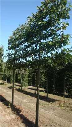 Kaiserlinde 'Pallida' - Tilia europaea 'Pallida' - Formgehölze