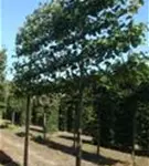 Kaiserlinde 'Pallida' - Tilia europaea 'Pallida' - Formgehölze