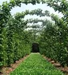 Kaiserlinde 'Pallida' - Tilia europaea 'Pallida' - Formgehölze